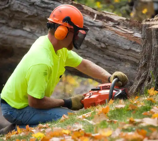 tree services Kill Devil Hills